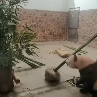Un fotogramma del video della visita della delegazione astigiana ai panda giganti