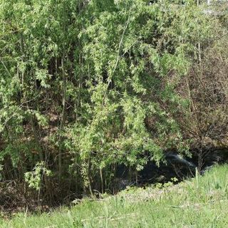 Anche quest'anno la passeggiata alla riscoperta del fiume Borbore