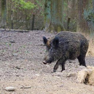 Peste suina, in Piemonte l'obiettivo è “eradicarla con interventi tempestivi”