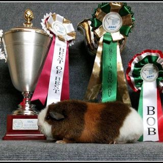 Piacenza: a Petsfestival, dal 19 al 20 ottobre, vanno in scena le cavie peruviane