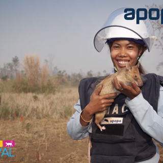 Aspettando Petsfestival: le video notizie che raccontano la mostra mercato più grande del settore