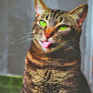 "L’uomo è il più crudele degli animali" (Nietzsche)