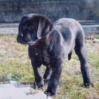 "Sei anni con Renata Sorba": il cane guida York ringrazia con una lettera speciale la sua padrona