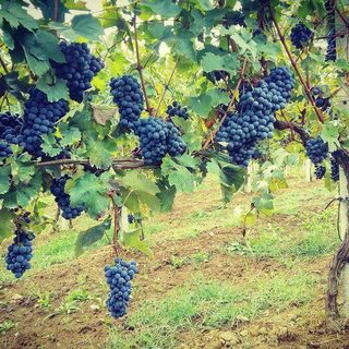 Firmata la costituzione dell’Associazione Temporanea di Imprese tra le Associazioni di Produttori, sotto la guida del Consorzio Barbera d’Asti