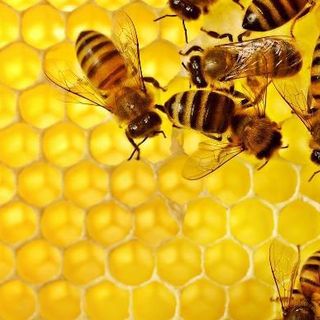 Tutela delle api: il settore Fitosanitario della Regione fornisce indicazioni sull'uso corretto dei prodotti