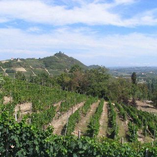 Asti Spumante e Moscato d’Asti docg: la vendemmia inizia dal primo settembre. &quot;Uve sane e di qualità&quot;
