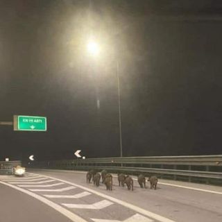 Asti: la foto dei cinghiali in autostrada è diventata virale in poche ore