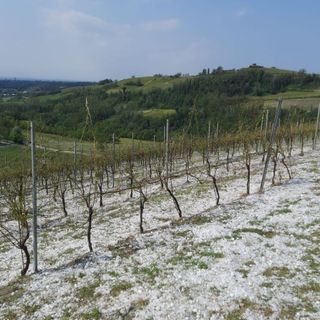 I danni ai vigneti nel nord astigiano di questa mattina (foto Dati Meteo Asti)