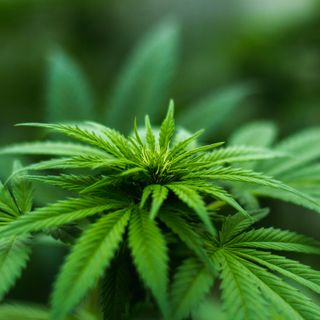 La canapa legale è per forza una sativa?