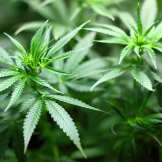 Nuove iniziative rischiano di spingere la coltivazione della cannabis nel mainstream
