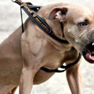 Ha perso un piede l'agente di polizia penitenziaria azzannnato da un pitbull in carcere ad Asti