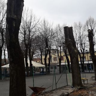 Legambiente esprime sconcerto per l'abbattimento di 12 alberi all'interno del circolo Way Assauto