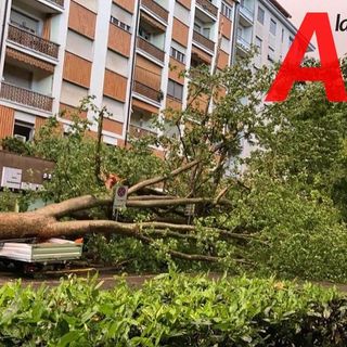 Ad Asti prosegue la messa a dimora di nuove piante, in via Rosselli 4 nuovi platani