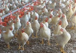 In Piemonte torna a far paura l'aviaria. Debellato un focolaio nel Cuneese