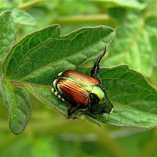 La popilia japonica