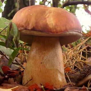 L' ASL AT organizza un corso dedicato ai ristoratori e ai venditori di funghi