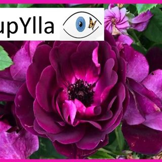 L'APRI di Asti lancia l'iniziativa &quot;Pupylla- Adotta una rosa&quot;