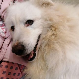 Quartos, cane ospite del canile di Asti