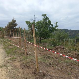 Peste suina: iniziata nell'Alessandrino la posa della rete di contenimento dei cinghiali