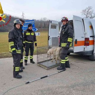 Operazione di salvataggio nei boschi di Cinaglio: Cani ritrovati e riportati in sicurezza