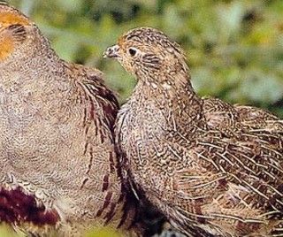 Libercaccia e Arcicaccia ai Verdi: "Ripristinare starne e pernici rosse per prelievi venatori controllati" Libercaccia e Arcicaccia ai Verdi: "Ripristinare starne e pernici rosse per prelievi venatori controllati"