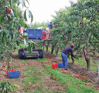 Manodopera in agricoltura, la Regione: &quot;Prima giovani e disoccupati&quot;