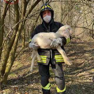 Vigili del fuoco salvano agnellino finito tra i rovi a Valfenera