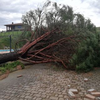 Albero caduto a San Damiano