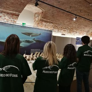Il Museo Paleontologico di Asti cerca quattro giovani per svolgere il servizio civile