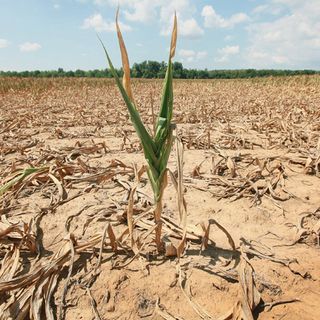 Siccità: anche Coldiretti Asti rimarca i danni: &quot;Con la riduzione dal 20 al 80% delle precipitazioni   è necessario garantire produzione alimentare e accumulare acqua