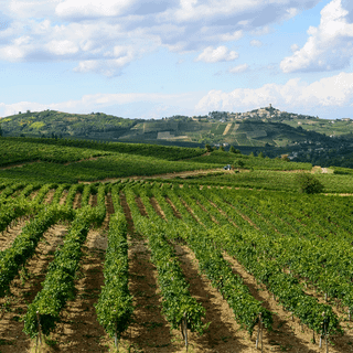 Domani è San Martino: in chiusura della Campagna Agraria 2021/2022 Confagricoltura fa il punto sui dati dell’annata   