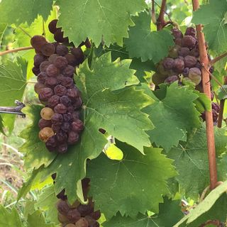 Grappoli di moscato danneggiati a Nizza