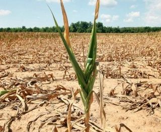 Clima: allarme siccità nell'Astigiano. Non piove da più di 50 giorni. Coldiretti: &quot;A rischio le coltivazioni&quot;