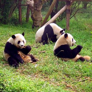 I santuari dei panda giganti nella regione del Sichuan, dove si recherà in visita il sindaco