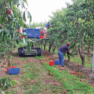 In arrivo 40 mila stagionali, Coldiretti: &quot;Bene per la raccolta di frutta e verdura Made in Piemonte&quot;