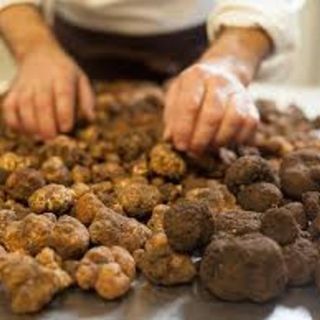 Con Tuber Primae Noctis si rinnova l'appuntamento con il &quot;Capodanno del tartufo&quot;