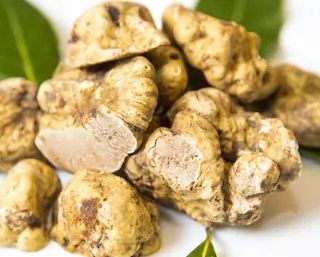 Il tartufo è materia di studio. Il prezioso fungo entra negli istituti alberghieri