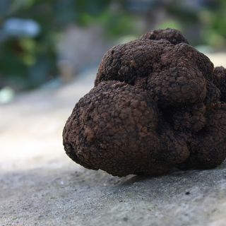 Tartufo nero: la politica "all'attacco". Quaglia e Motta: "La Giunta astigiana chiarisca l'interesse di Asti"