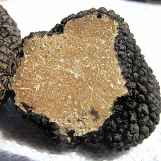 Tartufi, una ricerca senza fine