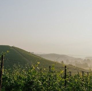 Al termine di un lungo percorso, anche il Terre Alfieri ‘conquista’ la denominazione Docg