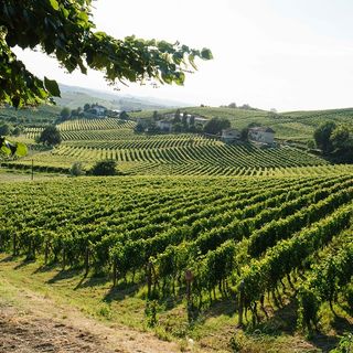 Vigna di Terre Alfieri