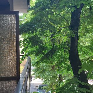 "In corso Dante i rami degli alberi entrano sui balconi e sulle finestre delle case"