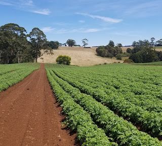 Agricoltura: la Regione lancia la campagna social in difesa dei prodotti agroalimentari locali