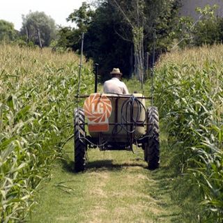 Coronavirus, emergenza anche per l'agricoltura: &quot;Per la manodopera priorità anche agli italiani&quot;