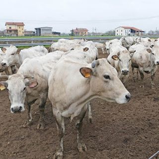L’emergenza Coronavirus sfata la “leggenda” che gli allevamenti inquinano
