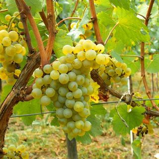 Coldiretti Piemonte: "Moscato Docg: no allargamento dei confini”