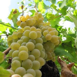 Da Coldiretti nuove azioni  per tutelare il Moscato d’Asti