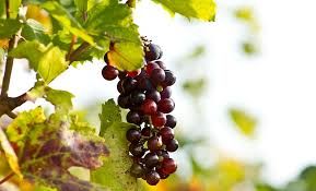 Coldiretti, settore vitivinicolo: perdite del 60-70% con il coronavirus