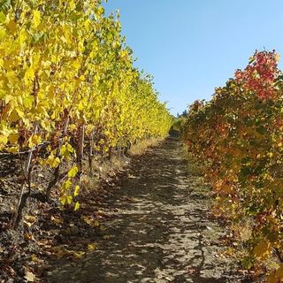 Confagricoltura Piemonte: &quot;Per il vino giorni decisivi, fare bene e in fretta&quot;