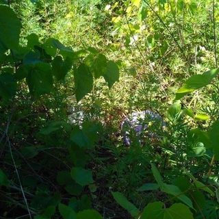 Favorire recupero aree abbandonate. La Giunta abbassa importo base per eliminazione vegetazione